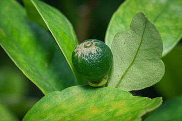 Young green lime fruit that is still attached