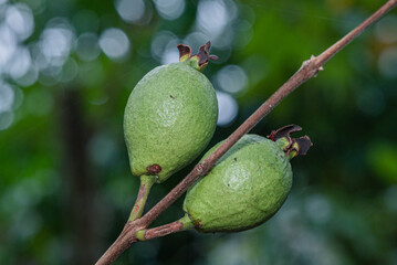Young green guava fruit still hanging on a tree branch, with a blurry green leaf background