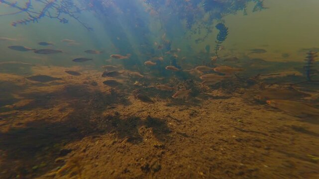 bitterling, gudgeon fish shoal feel safe in low visibility water, hornwort underwater aquatic plant, shallow freshwater lake, backlight surface reflection, biotope aquascape idea, Buher river in Lityn