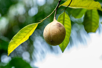 Nutmeg fruit still hanging on the tree with fresh green leaves and natural bokeh background.