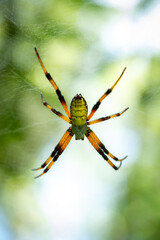 A colorful spider hanging from its web, with striking orange and black legs and a bright green abdomen, is captured against a soft natural green bokeh background.