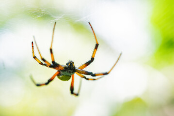 A colorful spider hanging from its web, with striking orange and black legs and a bright green abdomen, is captured against a soft natural green bokeh background.