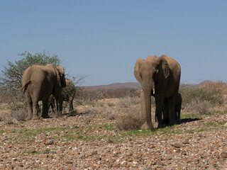 Fototapeta premium Wüstenelefant, Loxodonta africana in Namibia Damaraland 