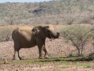 Fototapeta premium Wüstenelefant, Loxodonta africana in Namibia Damaraland 