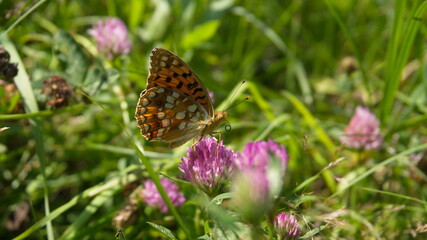 a butterfly with orange and brown wings sits on a pink clover flower © Olga