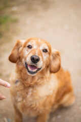 A red-colored golden retriever Labrador dog gives a paw and stands on its hind legs.