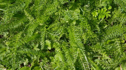 green yarrow with small leaves and stems, Achillea millefolium growing thickly and brightly © Olga