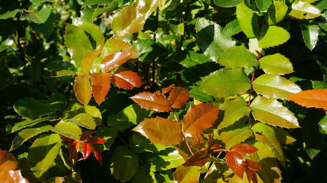Green-orange leaves of Mahonia aquifolium on a sunny day
