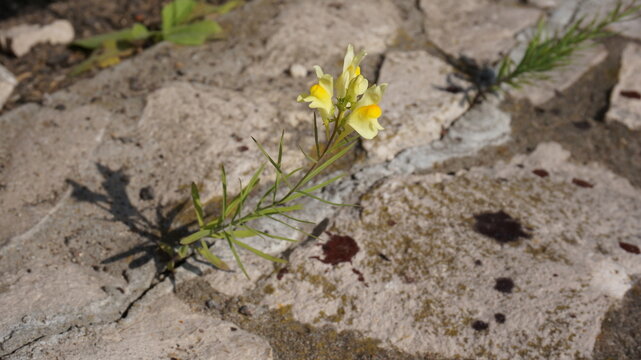 yellow linaria vulgaris grows from a crack in the stone on a thin stem with narrow leaves