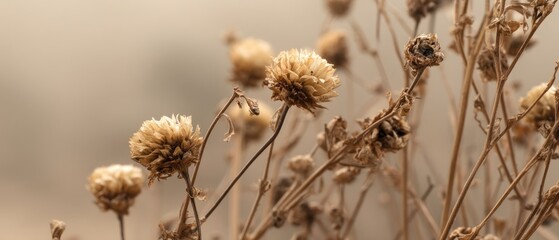 Dried flowers closeup soft beige tones