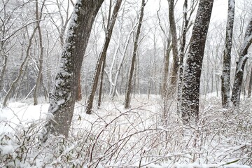 雪の降る森　冬景色