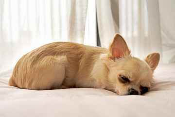 白いチワワが布団に寝てる