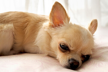 白いチワワが布団に寝てる