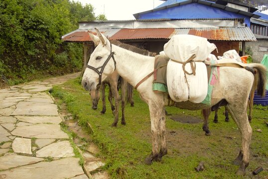 Donkeys, pack animals in Pokhara, Nepal	