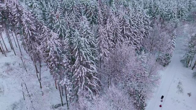Aerial view of a breathtaking winter forest covered in deep white snow. High angle drone shot flying over a mix of snow-capped coniferous pine trees and bare deciduous trees during a peaceful winter