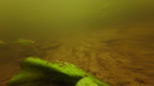 flood after rainfall, Nuphar lutea aquatic plant leaf torn by fast flow in flooded shallow freshwater stream, silt substrate riverbed, low visibility nutrient rich muddy water, Riv river in Demydivka
