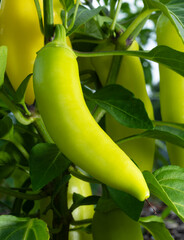 Closeup of a bright yellow chili pepper growing on the plant