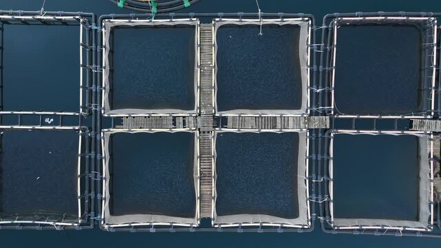 Aerial view of a fish farm with floating cages.