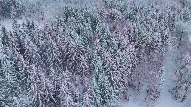 Aerial view of a breathtaking winter forest covered in deep white snow. High angle drone shot flying over a mix of snow-capped coniferous pine trees and bare deciduous trees during a peaceful winter