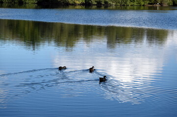 Nilg&auml;nse auf dem Erlensee
