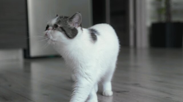 Elegant white cat struts gracefully across the kitchen table, showcasing poise, charm, and feline elegance in a domestic setting