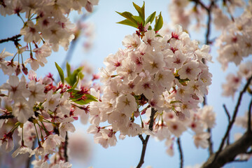 Cherry blossoms in Osaka, Japan in spring