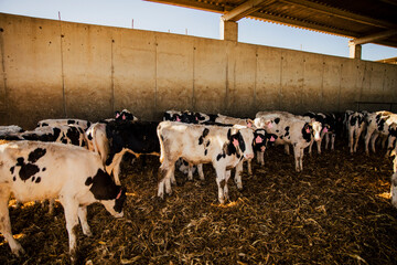 Young dairy calves standing together on straw bedding inside farm stable. Livestock breeding, animal husbandry and modern agricultural production concept. © aitor