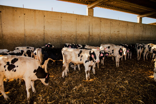 Young dairy calves standing together on straw bedding inside farm stable. Livestock breeding, animal husbandry and modern agricultural production concept.