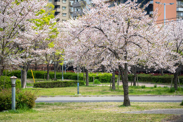 Cherry blossoms in Osaka, Japan in spring