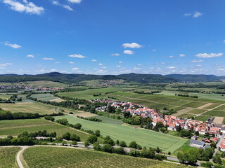 Weinberge bei Niederhorbach