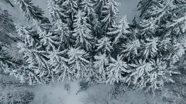 Aerial view of a breathtaking winter forest covered in deep white snow. High angle drone shot flying over a mix of snow-capped coniferous pine trees and bare deciduous trees during a peaceful winter d