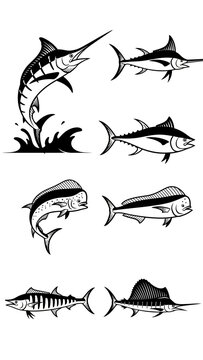 Vintage Marlin, Tuna, Sailfish, and Mahi Mahi Fish Collection - Vector Art