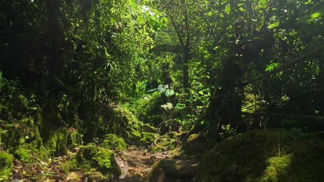 Cinematic drone shot glides along stone path covered in green moss within dense tropical rainforest near Cascada El Roc&iacute;o Machay in Banos Ecuador showing lush jungle vegetation