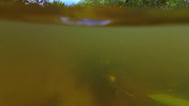 diving in flooded freshwater stream, bur-reed long leaf aquatic plant, Nuphar lutea leaf shallow habitat, silt substrate riverbed, low visible nutrient rich muddy water, Riv river in Demydivka
