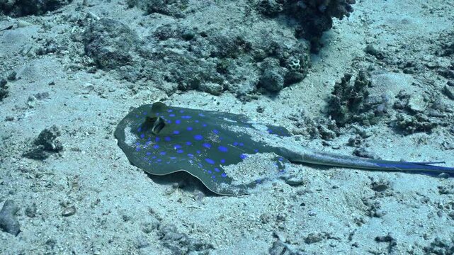 Bluespotted ribbontail ray (Taeniura lymma) resting on a sandy substrate typical of the Gulf of Suez seafloor.