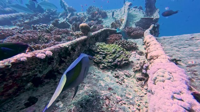 Pair of large yellowbar angelfish Pomacanthus maculosus underwater on tropical red sea shipwreck in egypt