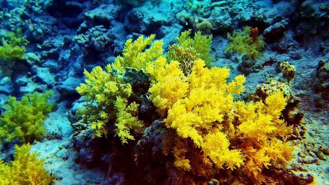 Underwater footage of yellow soft coral, also known as carnation coral (Dendronephthya), slowly moving with the current on a coral reef in the Red Sea near Sharm El Sheikh. Calm and atmospheric reef.