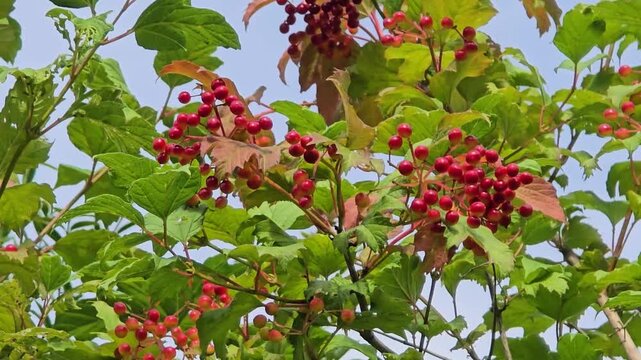Nature photography: Wild fruits: Red berries of the common snowball bush (Viburnum opulus) among green leaves