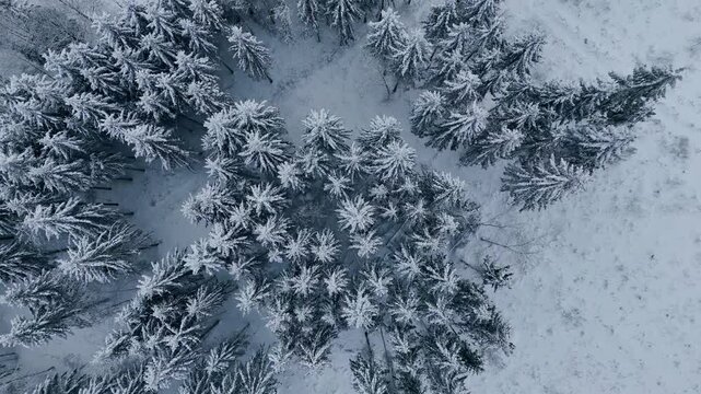 Aerial view of a breathtaking winter forest covered in deep white snow. High angle drone shot flying over a mix of snow-capped coniferous pine trees and bare deciduous trees during a peaceful winter d