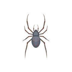 Realistic Spider Illustration on White Background for Design