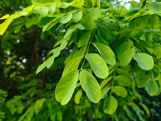 Green leaves on a branch with natural light shining through in a garden setting during daytime