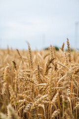 Fototapeta premium Ripe wheat field growing under a clear sky, symbolizing cereal crops, agriculture, harvesting, sustenance, farming, and food production