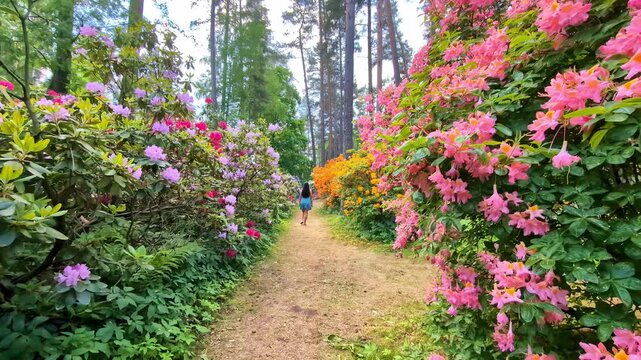 Visitors walk on a path inside the rhododendron nursery, Babīte's botanical nursery in Latvia