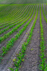 Green cornfield rows establishing agricultural growth and cultivating sustainable food production, showing young maize plants thriving in fertile soil on a spring day
