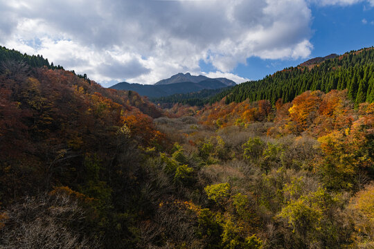 日本　鳥取県倉吉市関金町にある東大山大橋から眺める大山と渓谷の紅葉した木々