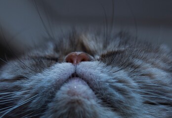 A close-up shot focuses on the pink nose and whiskers of a sleeping Exotic Shorthair cat.  © Lightlikeabird