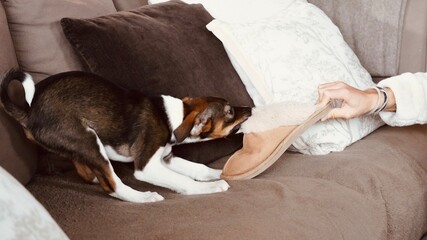 Small Dog Biting and Pulling Fuzzy Slipper in Interactive Play with Person Indoors