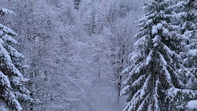 Drone flight through a beautiful snow-covered forest. Winter drone flight in a German forest. Beautiful view of the treetops from a drone.