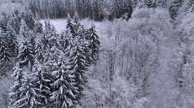 Drone flight through a beautiful snow-covered forest. Winter drone flight in a German forest. Beautiful view of the treetops from a drone.
