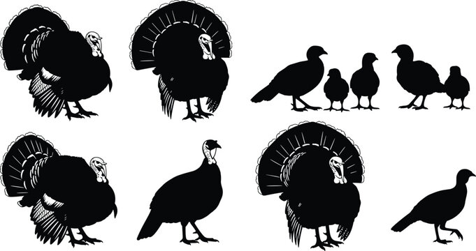 Big set of wild turkey silhouettes including toms with fanned tails and young chicks, vector illustration isolated on white background for thanksgiving nature design